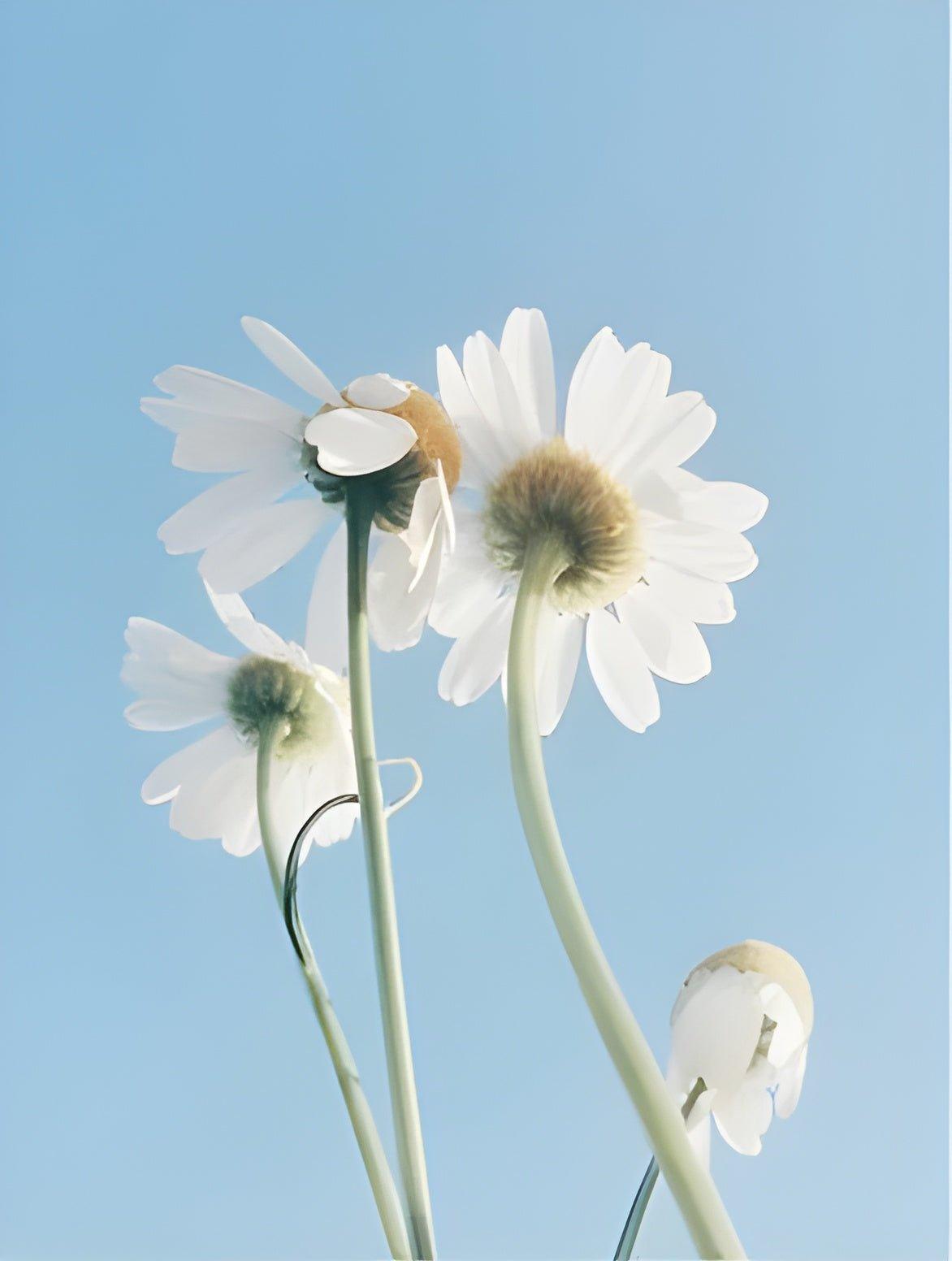 Eclat Soin Sensitive Skin Oil-To-Milk Cleanser with natural ingredients for gentle skincare